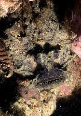 Komodo 2016 - Estuarine stonefish - Poisson Pierre d estuaire - Synanceia horrida - IMG_7492_rc